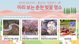 [그래픽] 올해 봄소풍 어디로 갈까? 미리 보는 춘천 벚꽃 명소