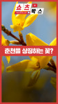 [쇼츠박스] 춘천을 대표하는 꽃을 아시나요?