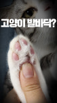 귀여운 고양이 발바닥 이런 기능이 있다고?