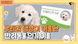 [주토피아] 댕냥이 이름 OO가 제일 많다!