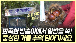 까실까실 알밤 줍기 체험 추억도 함께 담아가세요