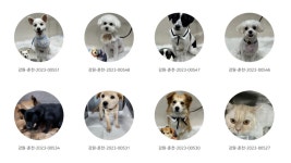 새로운 가족 찾아요 춘천시, 동물보호센터 유기 동물 입양 홍보