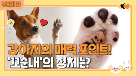 강아지 발바닥 꼬순내의 정체는?