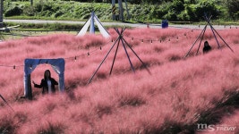 가을 수놓은 핑크뮬리의 분홍빛 속삭임