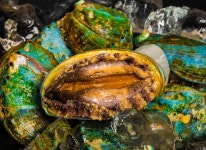 큰 전복(大鰒魚) 중 제주도 무혈복(無穴鰒) 귀한 대접