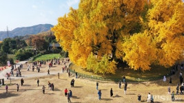 800년 시간 품은 반계리 은행나무의 황금빛 물결