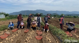 감자바위 강원 명성 흔들, 도내 감자 생산량 급감