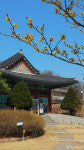 살랑이는 봄바람⋯춘천에 퍼지는 생강나무꽃 향기