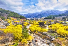3월 9일 구례산수유꽃축제 개최…지리산 온천 관광지 일원