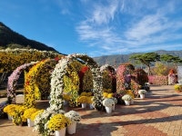 거창사건추모공원, 제17회 국화관람회 개최