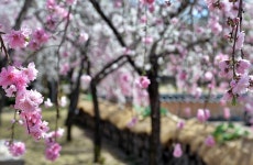 [포토] 능수도화로 유명한 고령군 우곡면 도진리