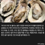 [싱글족의 생활꿀팁] 바다의 '천연 강장제', 제철 맞은 굴의 건강 효능