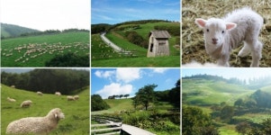 [혼자갈만한] 한국의 알프스 대관령 양떼목장