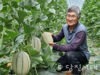 혈관청소부 켄탈로프멜론 출하