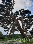 세류2리 왕소나무 가지 부러져