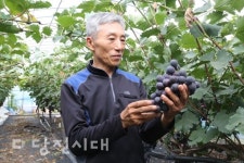 [우리지역 로컬푸드] 자옥 포도씨 없는 달콤새콤 자옥 포도 품절 예감!