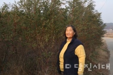 유칼립투스 재배하는 홍혜숙 씨 (정미면 대조리)  상쾌한 향이 매력적인 유칼립투스