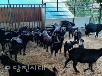 조사료 부지 운영·공동 사육장 조성 계획[영농조합법인 탐방] 충남 염소영농조합법인