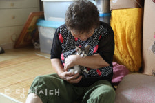 고양이 34마리와 단칸방에 사는 할머니의 사연
