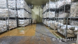 생강 저온저장고 지원으로 시간 · 경제적 비용 절감 