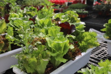 [업체탐방] 해나루고대육묘장 (고대면 당진포2리) 채소 잘 키우는 법? 건강한 모종 구입부터