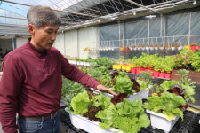 [업체탐방] 해나루고대육묘장 (고대면 당진포2리) 채소 잘 키우는 법? 건강한 모종 구입부터