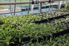 [업체탐방] 해나루고대육묘장 (고대면 당진포2리) 채소 잘 키우는 법? 건강한 모종 구입부터