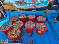 왜목마을 앞바다서 해삼 첫 생산!