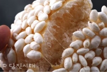 [업체탐방] 백석올미영농조합법인 (순성면 백석리) 할머니들의 손맛 듬뿍! 정성 가득!