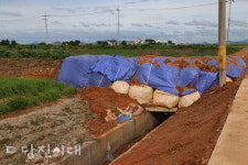 [호우피해 현장 르포] 역류한 하천에 침수…물에 둥둥 뜬 소 (읍면 및 농경지)