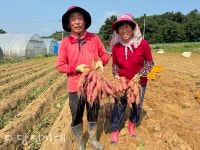 고대면 김장환 씨, 올해 첫 고구마 수확!