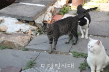 [기획] 고양이들의 정원, 낭만랜드의 생명 사랑 이야기  우리 같이 살 수 없을까?