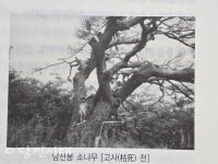 [우리마을 이야기 9]  면천면 자개1리 배꼽 소나무와 호랑이 전설이 내려오는 자개1리