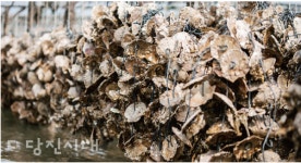 난지1리 굴 양식 100% 폐사