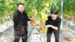 청년 농부들이 키운 토마토 수확합니다!