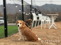 [신설상가] 헤이커멍 (정미면 대운산리)  강나루 대표   강아지와 함께라서 행복한 시간