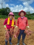 고대면 김장환 씨, 올해 첫 고구마 수확!