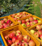  [세상 사는 이야기] 버미오차드 사과 농장 성은영 대표(33, 우강면 송산리)  농부는 절대 하면 안 되는 직업 1순위였어요