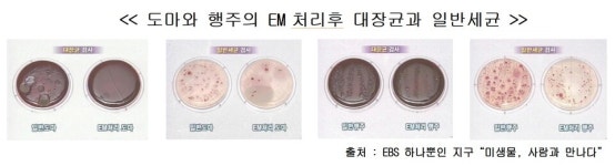 우리집 친환경 만능 유익균 EM을 아시나요?
