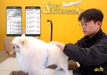 알파도, 알파플러스(A+)펫라운지 송도 강아지 유치원, 헬스케어 애견카페 런칭