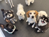 강아지 호텔 멍파, 서울시 우리동네 펫 위탁소 강남구 지정업체로 운영