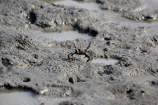 [세계자연유산 전남 갯벌] ‘세계 5대 갯벌’ 탁월한 가치 지닌 생태계 보물창고