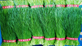 기력 보충 으뜸…여름철 필수 건강 채소 ‘양주 솔부추’