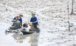 [오늘의 포토] 뻘배타고 갯벌 누벼요