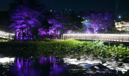 [오늘의 포토] “전평호수공원에서 여름밤의 낭만을 …”