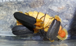 “도심 하천 반딧불이 대량 서식지 지켜주세요”