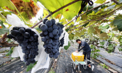 [포천포도] ‘포도나무 가로수 길’ 따라 걸으면 탐스런 포도가 주렁주렁