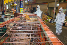 [오늘의 포토] 말바우시장 AI 방역