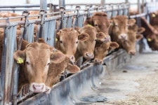 함평군, 축산업 649억 투입…고부가가치 시책 추진