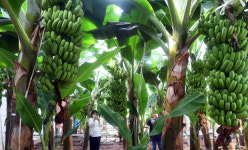 전남 ‘아열대 과일 전략 작목 육성’ 706억 투입